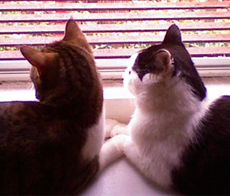 地位低的猫会给地位高的猫舔毛吗？